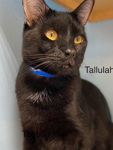 Tahalla - Center, an adoptable Bombay in Oakland Park, FL, 33334 | Photo Image 2