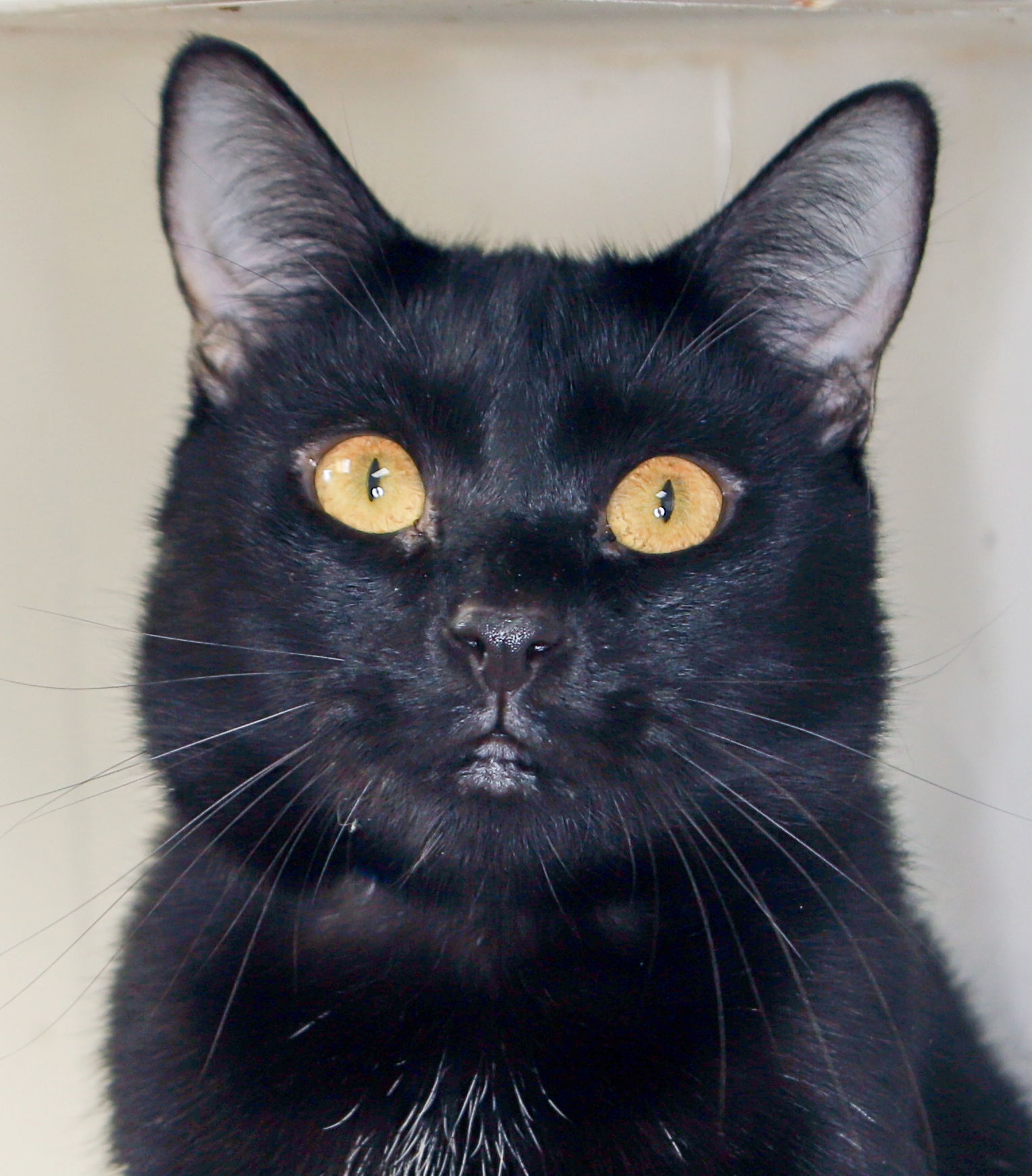 Tahalla - Center, an adoptable Bombay in Oakland Park, FL, 33334 | Photo Image 3