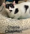 Charlie Chapman - Center photo 1