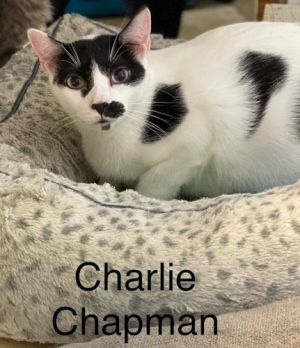 Charlie Chapman - Center, Adult Male unknown