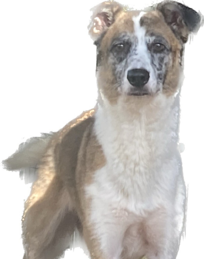 Ruby, an adoptable German Shepherd Dog, Australian Shepherd in Jemison, AL, 35085 | Photo Image 1