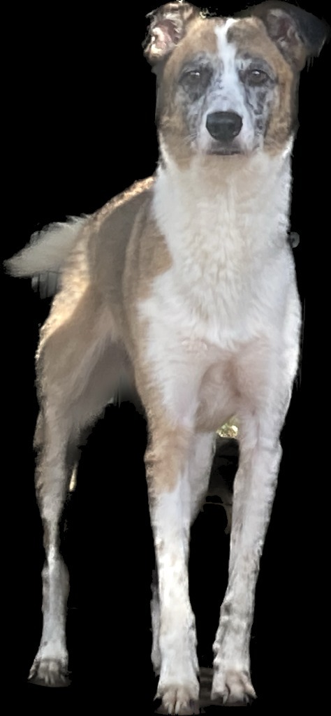 Ruby, an adoptable German Shepherd Dog, Australian Shepherd in Jemison, AL, 35085 | Photo Image 2