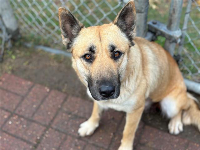 Dog for adoption - JAZZ, a German Shepherd Dog Mix in Houston, TX ...