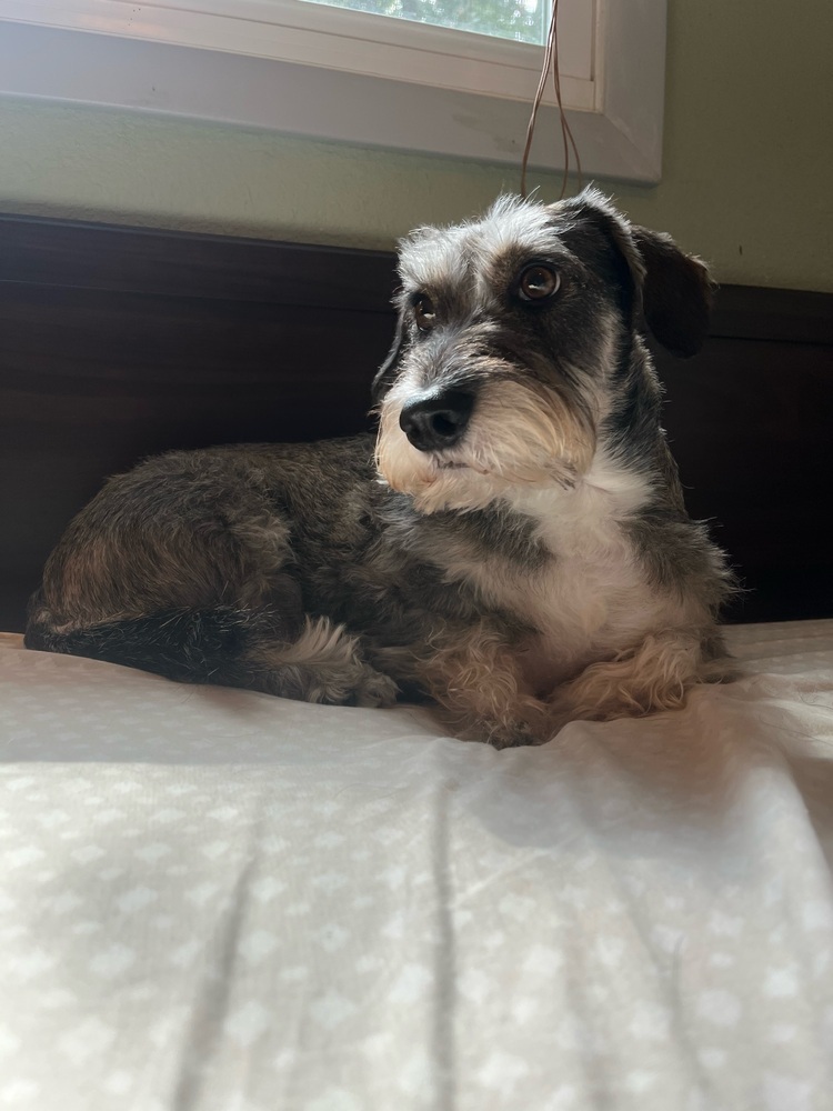 Buddy Boy - Bonded With Charlie Chap, an adoptable Schnauzer in Winter Garden, FL, 34787 | Photo Image 1