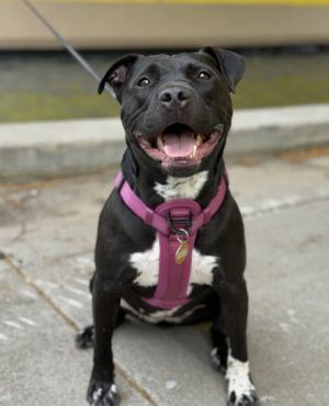Meet Oreo She is a super sweet girl who loves a good tummy rub She loves to be outside whether