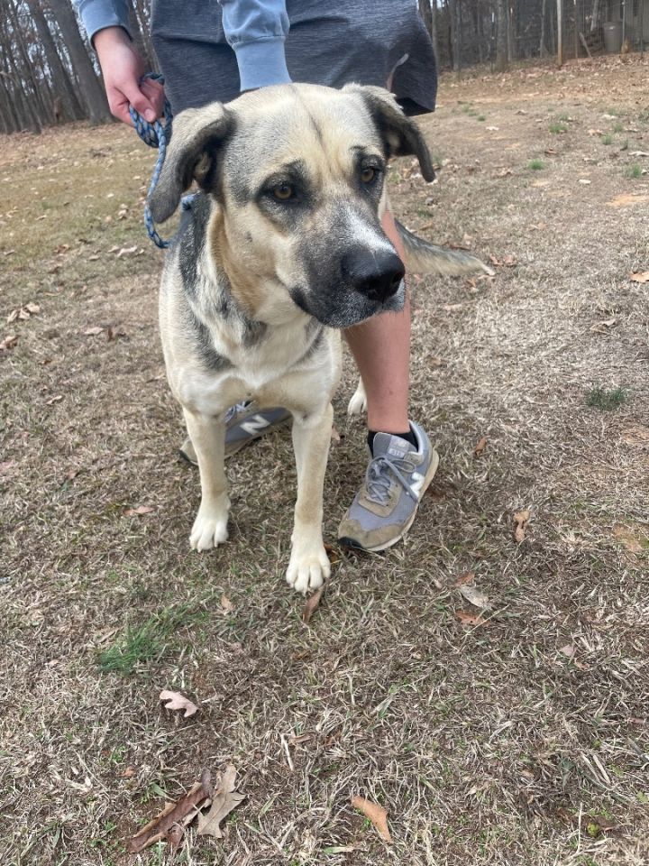 Dog for adoption - Greta , an Anatolian Shepherd Mix in Hartselle, AL ...