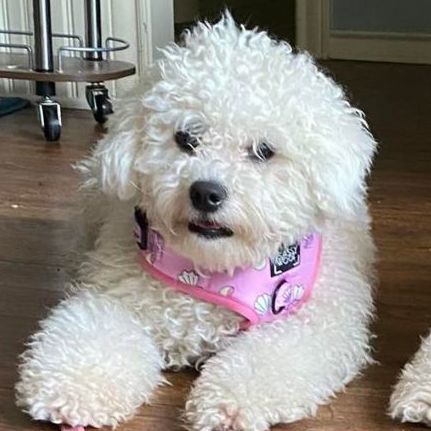 Bichon sales frise petfinder