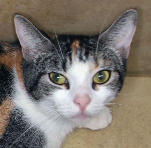 Cali - Center, Adult Female unknown