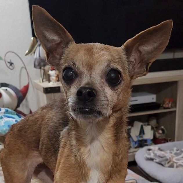 Bambi, an adoptable Chihuahua & Terrier Mix in Clovis, CA_image-3