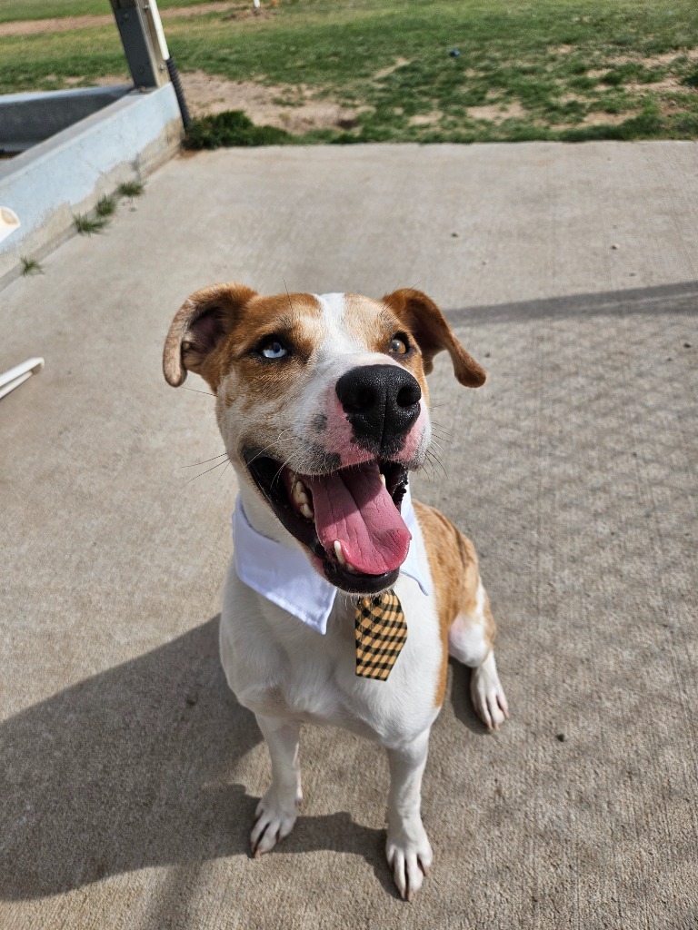 Rhett, an adoptable Catahoula Leopard Dog in Pratt, KS, 67124 | Photo Image 1