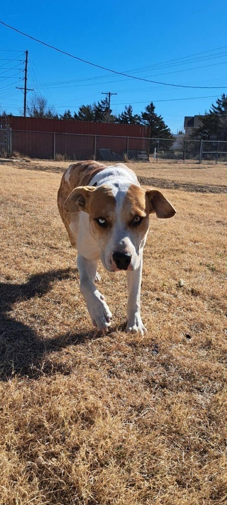 Rhett, an adoptable Catahoula Leopard Dog in Pratt, KS, 67124 | Photo Image 2