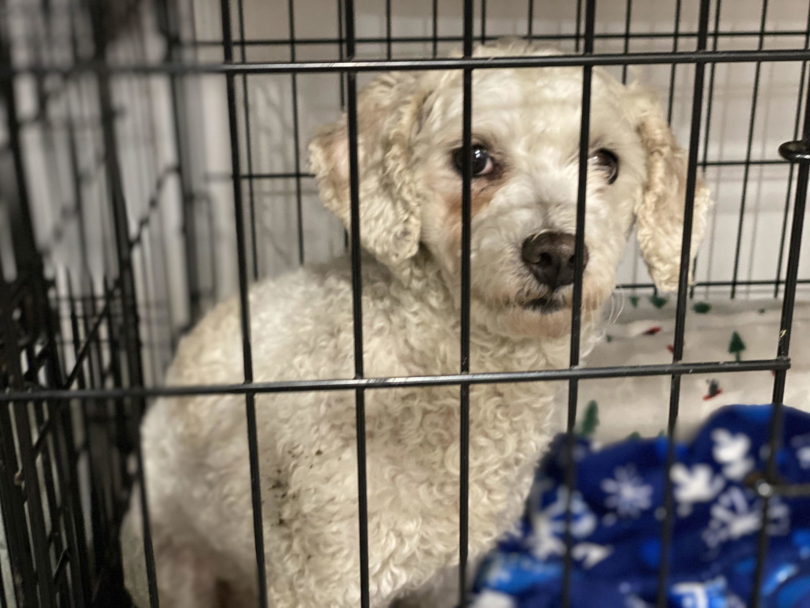 Noelle, an adoptable Poodle in Lewistown, PA, 17044 | Photo Image 1