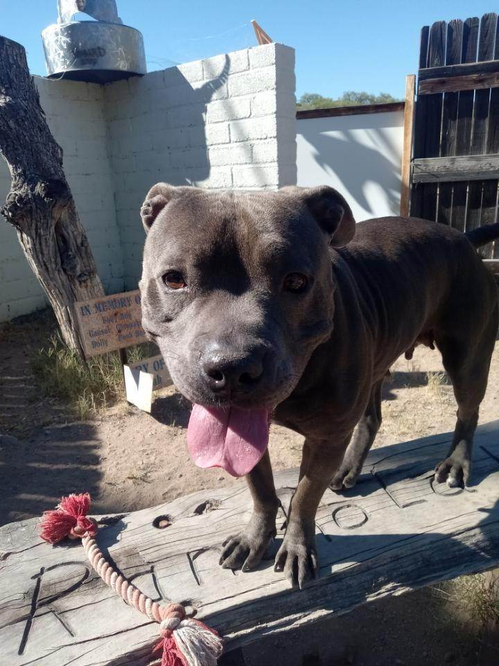 Dog for adoption Chacha a Pit Bull Terrier Mix in Nogales AZ