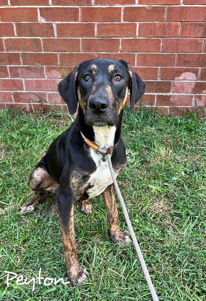 Dog for adoption Peyton, a Hound & Labrador Retriever Mix in Elmsford