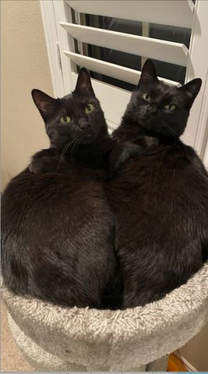 Tempest and her daughter Ashley (js) Domestic Short Hair Cat