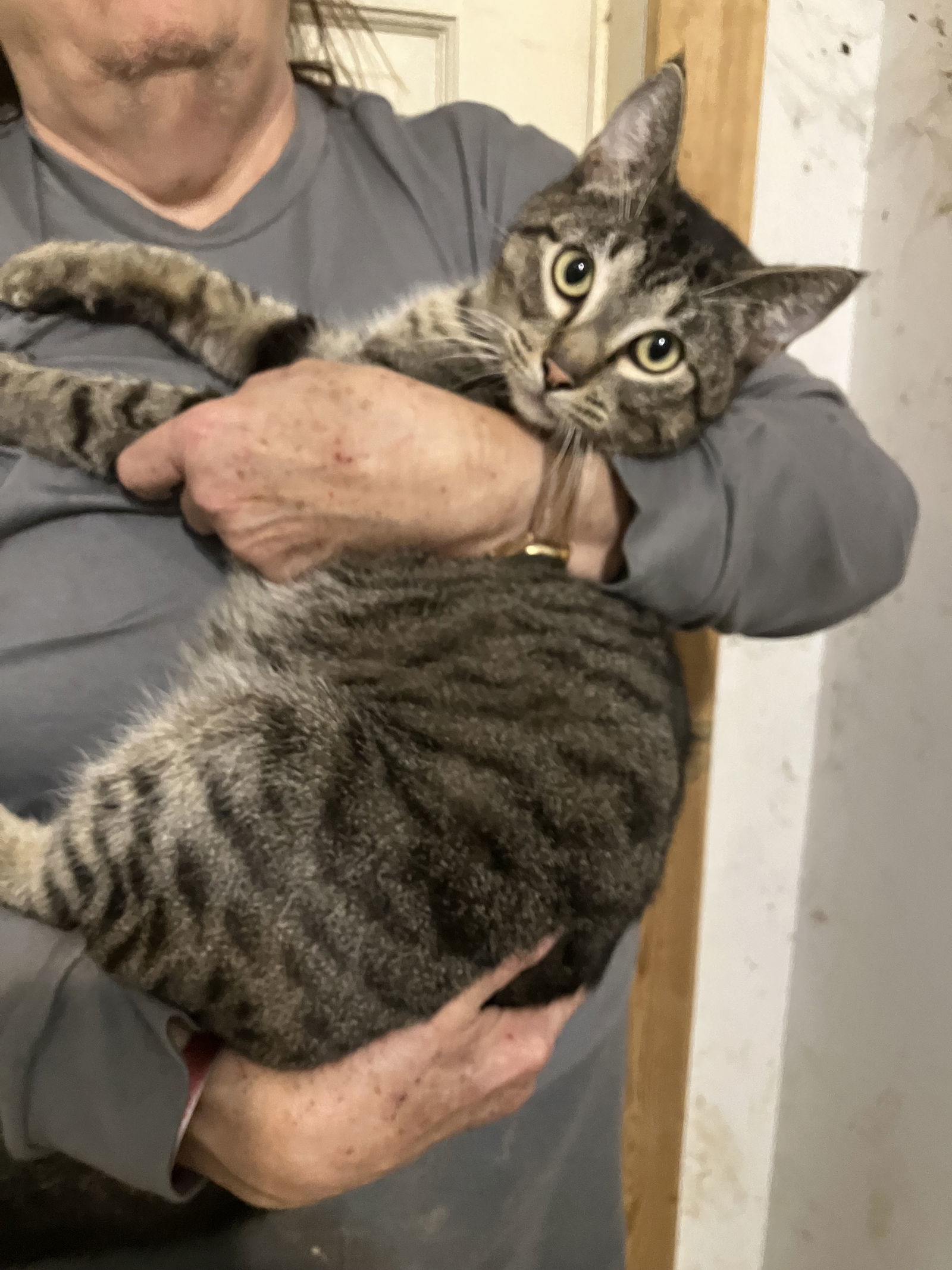 Jerry (Lewis), an adoptable Tabby in Slidell, LA, 70469 | Photo Image 1