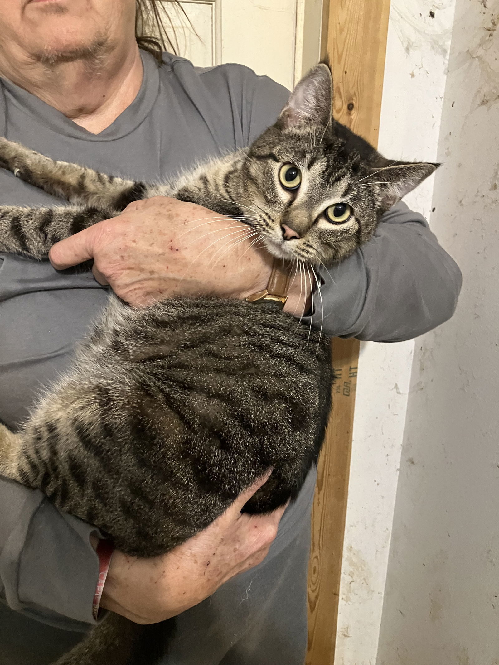 Dean (Martin), an adoptable Tabby in Slidell, LA, 70469 | Photo Image 1