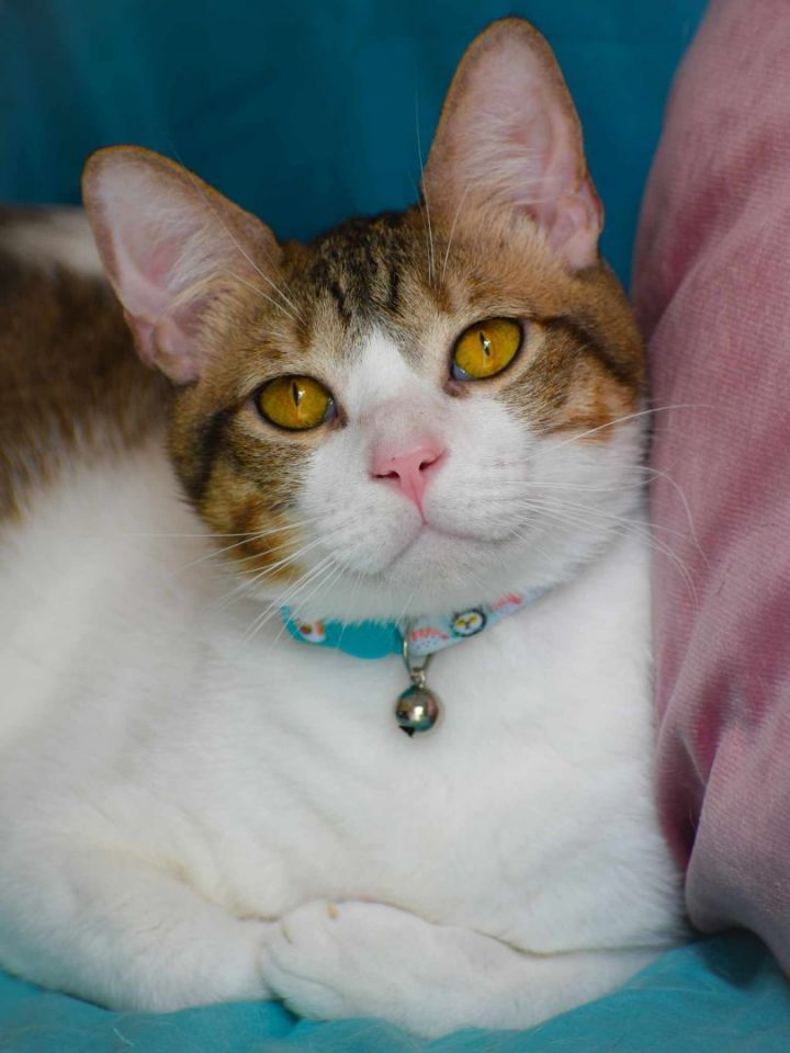 Milo PR Amber Eyed Cat, an adoptable Domestic Short Hair Mix in New York, NY_image-3