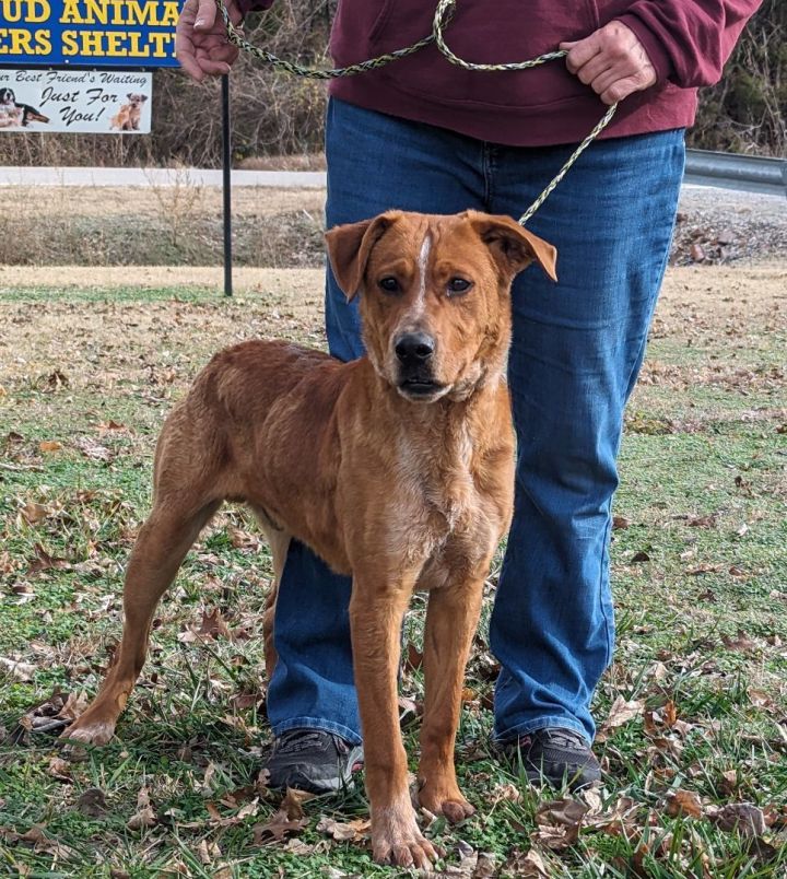 Golden retriever cross blue sales heeler