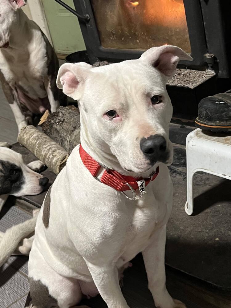 Cosette #54207, an adoptable Pit Bull Terrier in Aulac, NB, E4L 2X2 | Photo Image 1