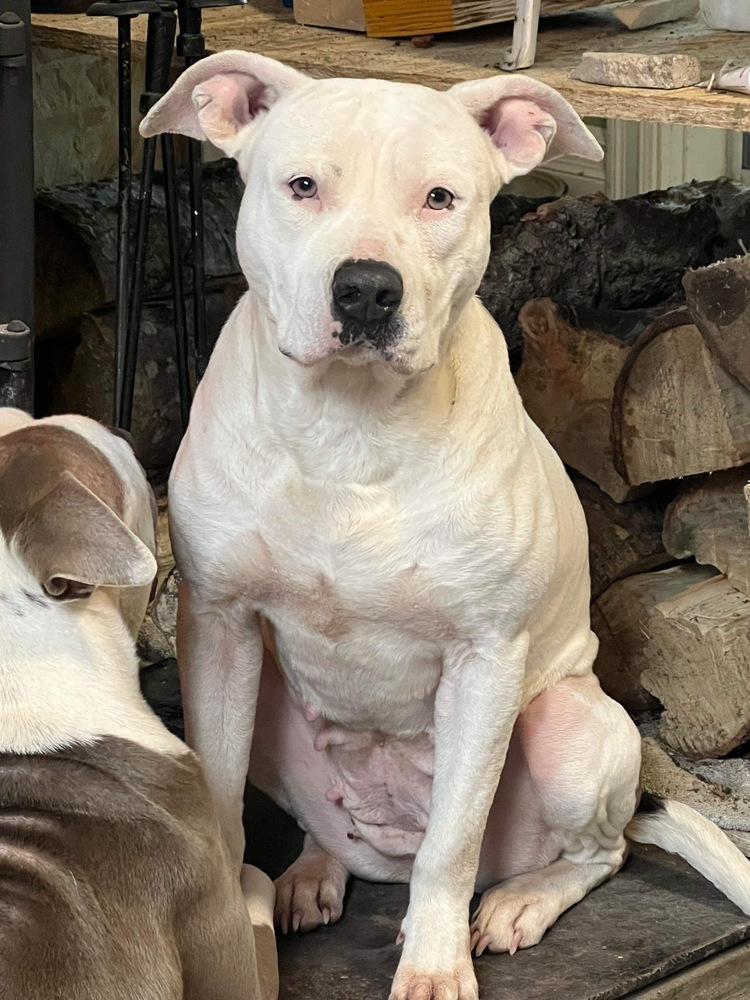 Cosette #54207, an adoptable Pit Bull Terrier in Aulac, NB, E4L 2X2 | Photo Image 5