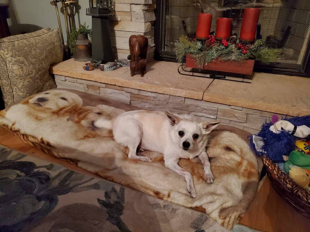 Tina, an adoptable Chihuahua, Pomeranian in Palatine, IL, 60078 | Photo Image 1