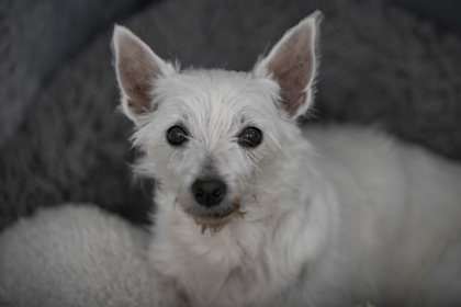 Petfinder westies sales