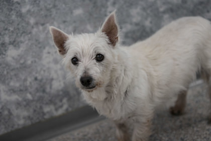 Petfinder westies sales