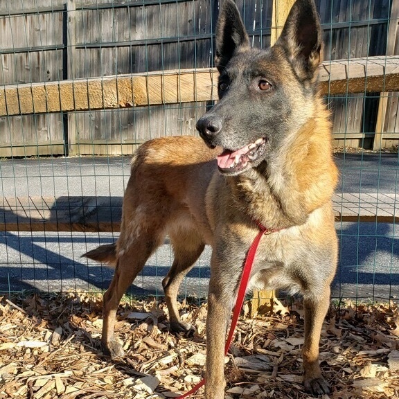 Belgian malinois hot sale petfinder