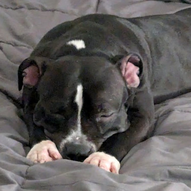 Sophia