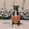 Sophia photo 6