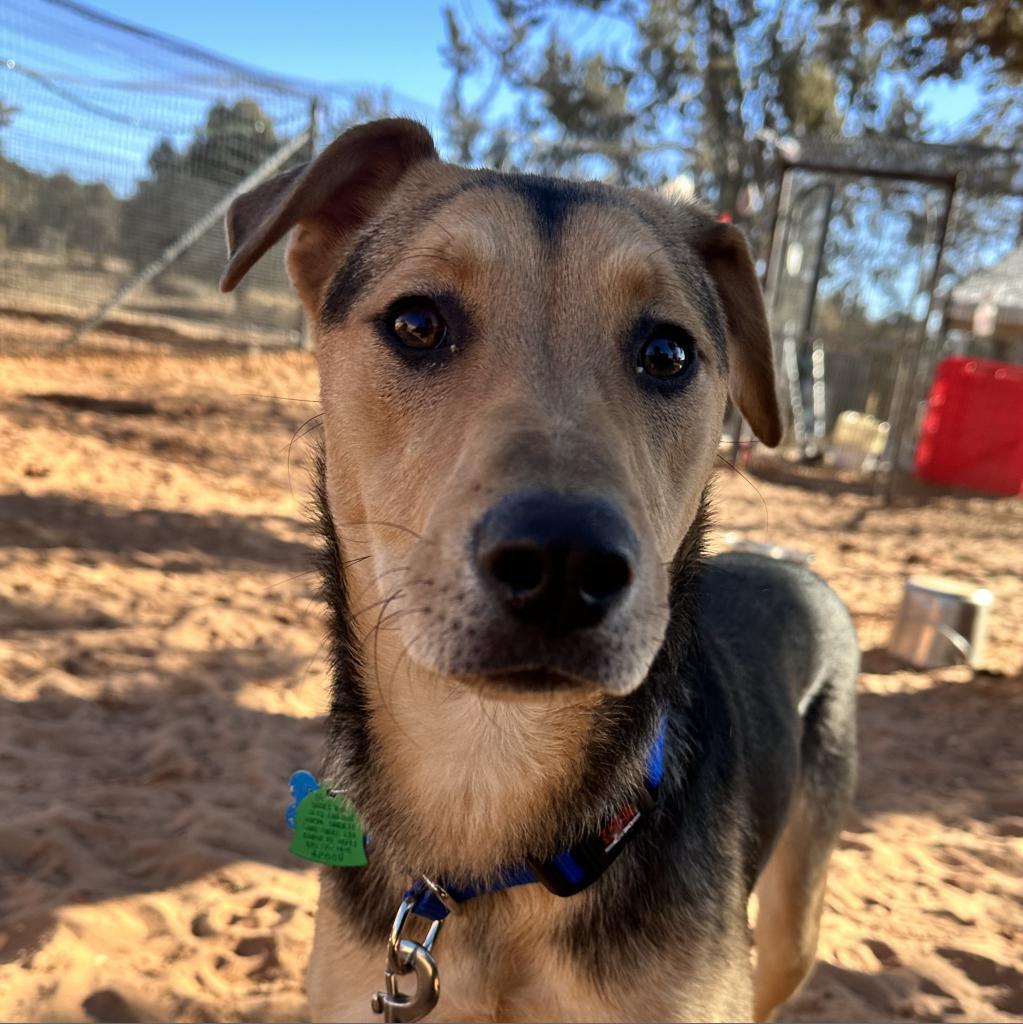 Lime, an adoptable German Shepherd Dog, Hound in Kanab, UT, 84741 | Photo Image 1