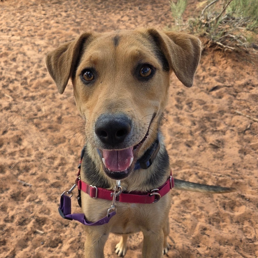 Lime, an adoptable German Shepherd Dog, Hound in Kanab, UT, 84741 | Photo Image 1