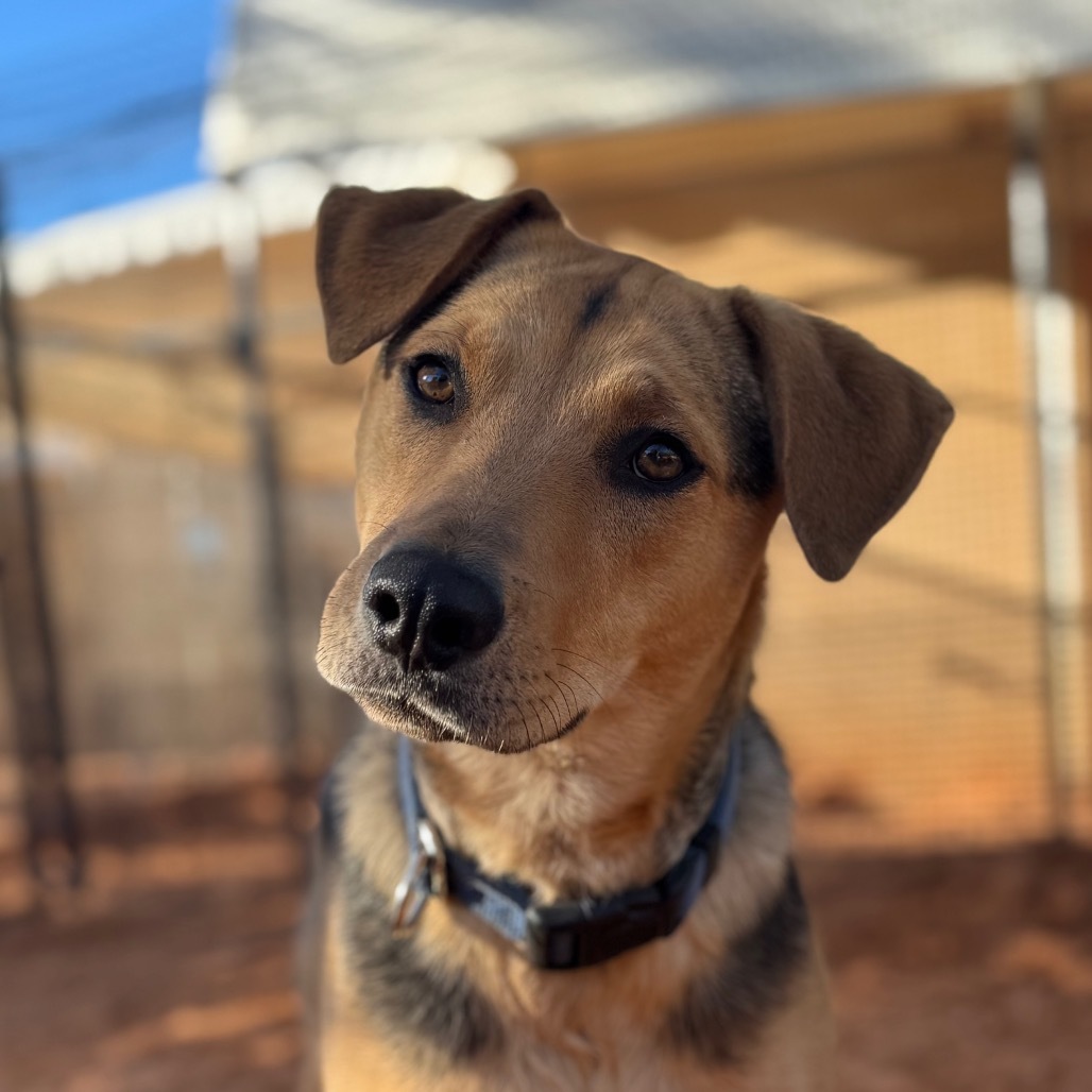 Lime, an adoptable German Shepherd Dog, Hound in Kanab, UT, 84741 | Photo Image 1