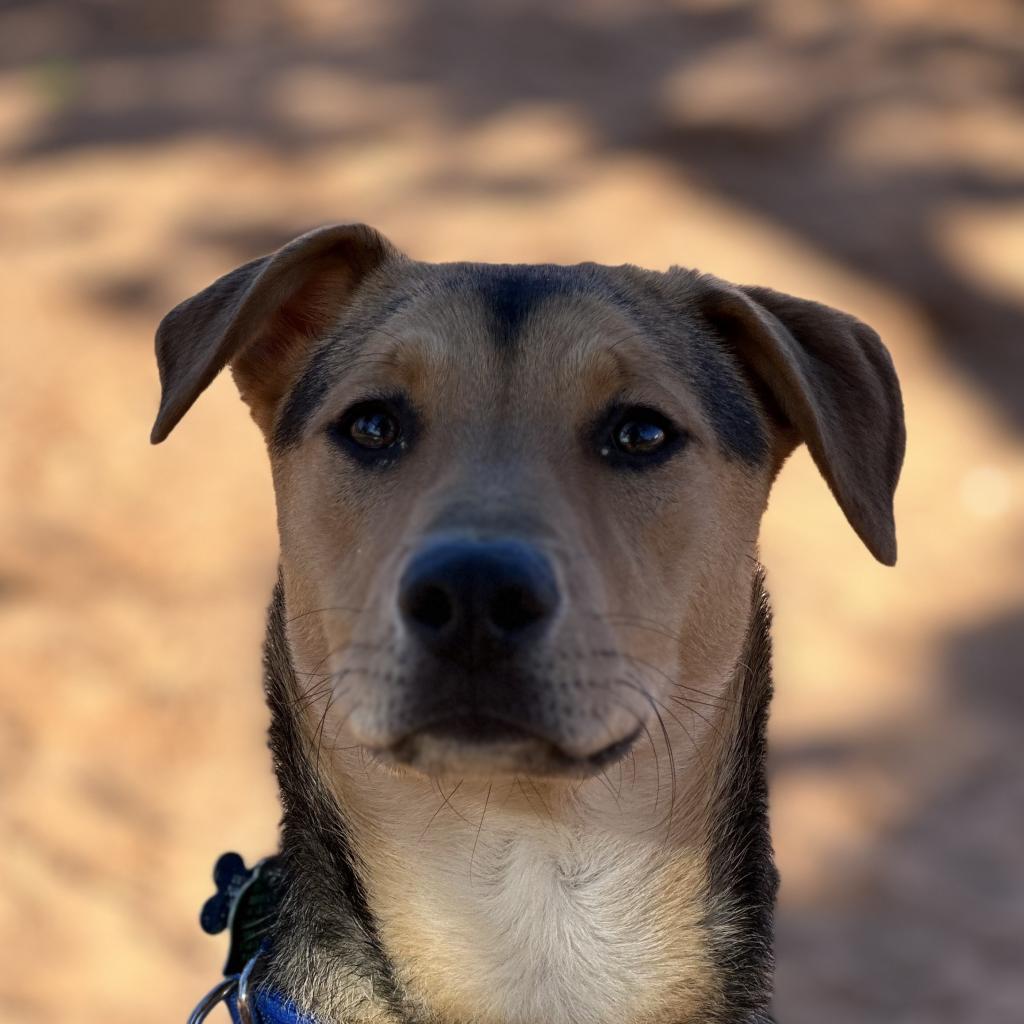 Lime, an adoptable German Shepherd Dog, Hound in Kanab, UT, 84741 | Photo Image 2