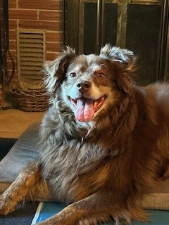 Celeste, an adoptable Australian Shepherd, Mixed Breed in De Soto, IA, 50069 | Photo Image 1