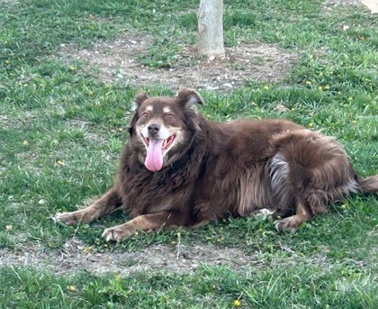 Celeste, an adoptable Australian Shepherd, Mixed Breed in De Soto, IA, 50069 | Photo Image 2