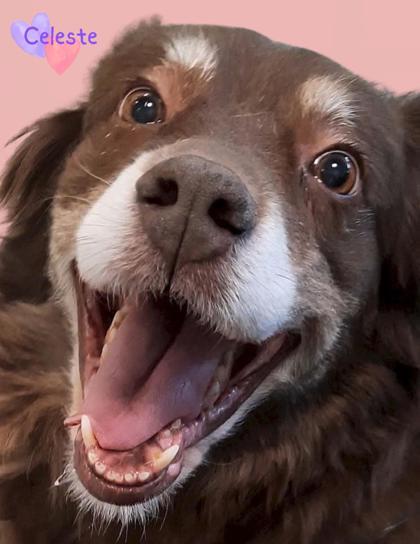 Celeste, an adoptable Australian Shepherd, Mixed Breed in De Soto, IA, 50069 | Photo Image 3