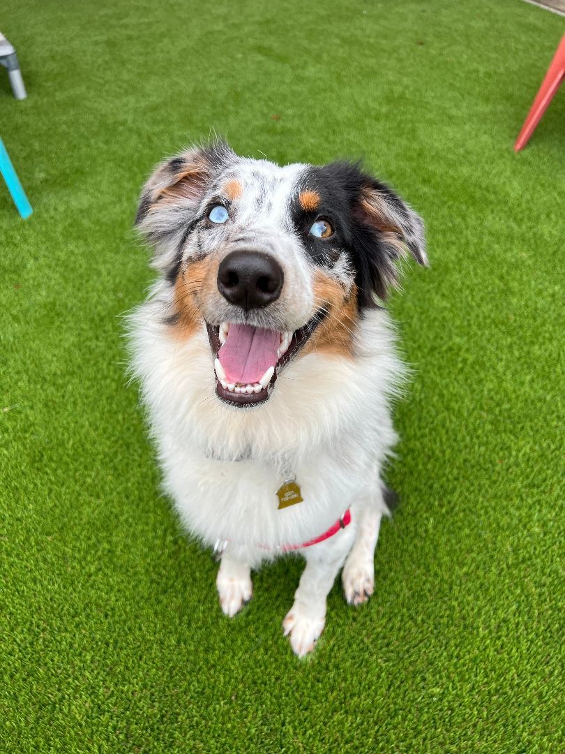 Enrichment for Dogs: How To Keep Your Australian Shepherd Engaged