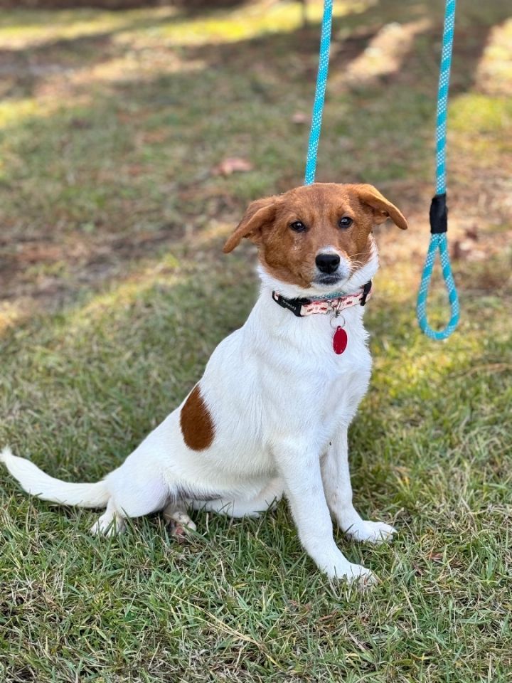 Great pyrenees sale jack russell mix