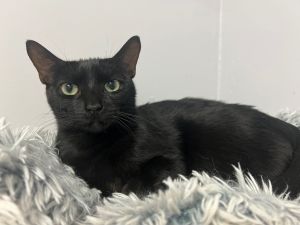Voodoo, Adult Male Domestic Short Hair