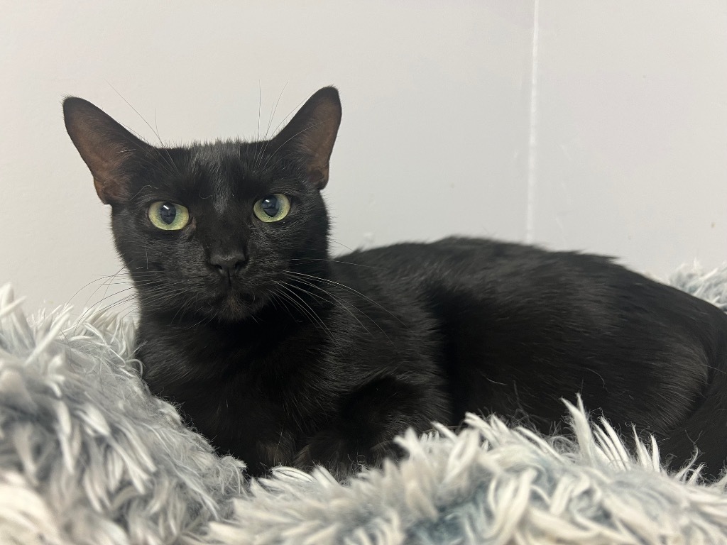 Voodoo, an adoptable Domestic Short Hair in Saint Francisville, LA, 70775 | Photo Image 1