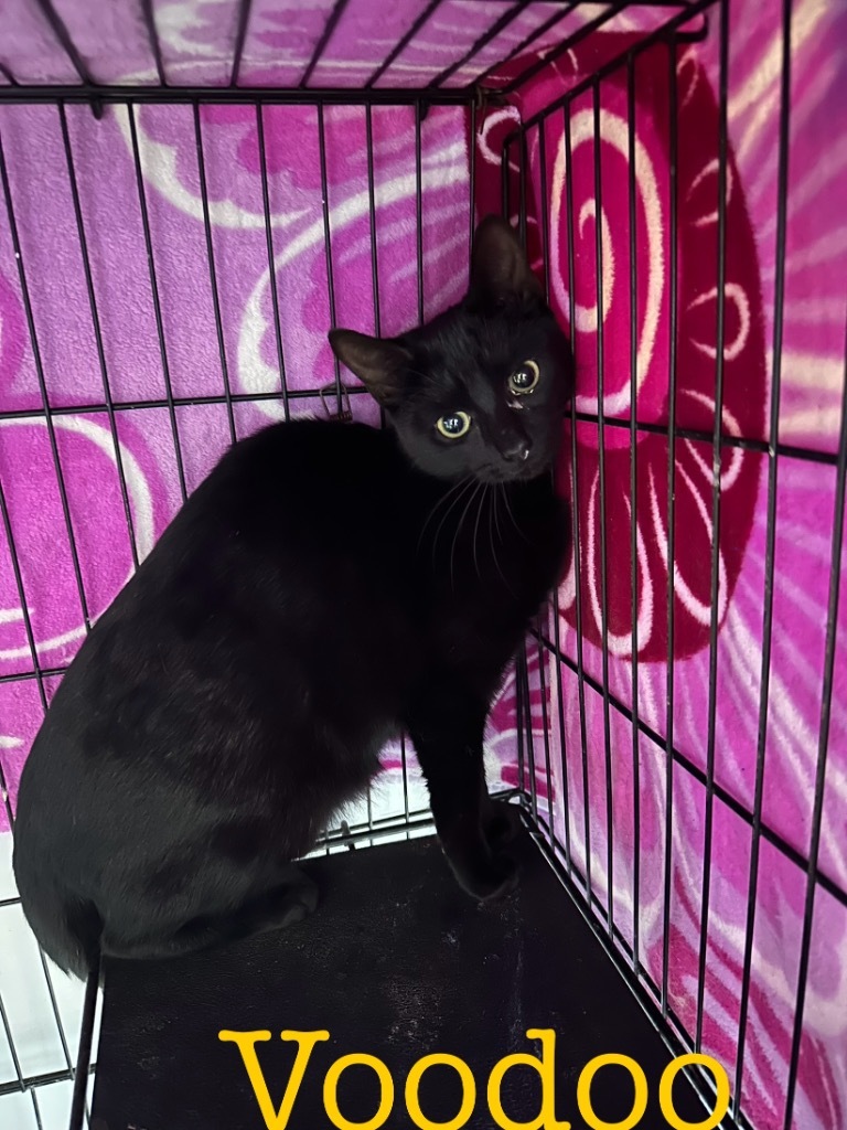 Voodoo, an adoptable Domestic Short Hair in Saint Francisville, LA, 70775 | Photo Image 2