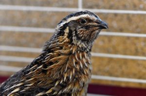 Hello my name is Trumpet I am an adult male Japanese Quail looking for my new 