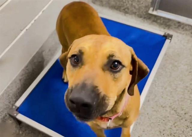 SALLY, an adoptable Weimaraner in Houston, TX, 77076 | Photo Image 1