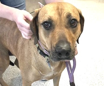 SALLY, an adoptable Weimaraner, Mixed Breed in Houston, TX, 77076 | Photo Image 1