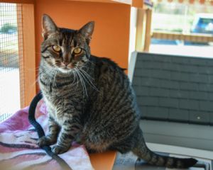 Hazey, Adult Female Domestic Short Hair