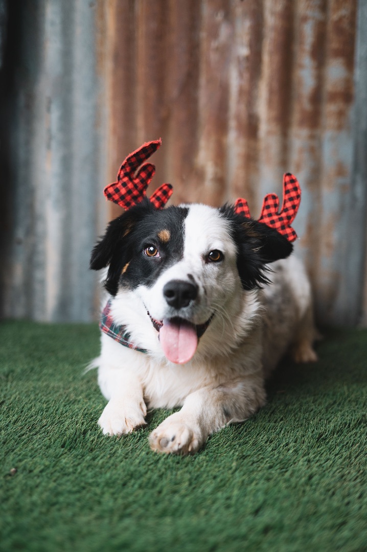 Border Collie - Franklin's Toys