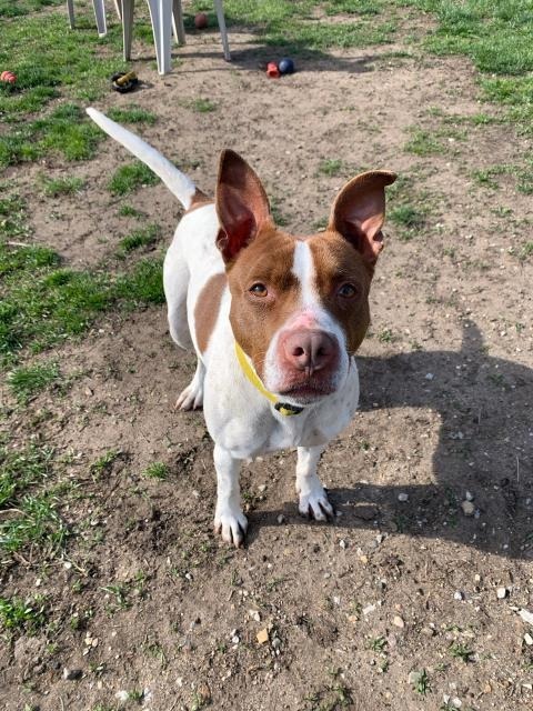 Sage, an adoptable Boxer, Terrier in South Bend, IN, 46614 | Photo Image 2