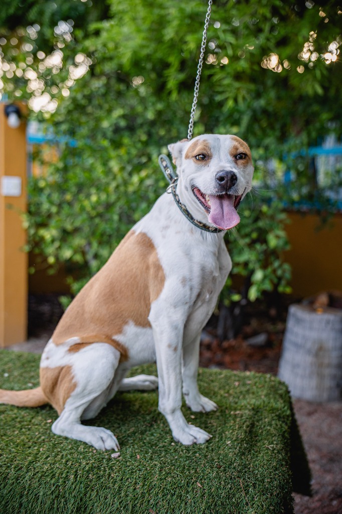 Bubbles, an adoptable Australian Cattle Dog / Blue Heeler, Basenji in Anacortes, WA, 98221 | Photo Image 1